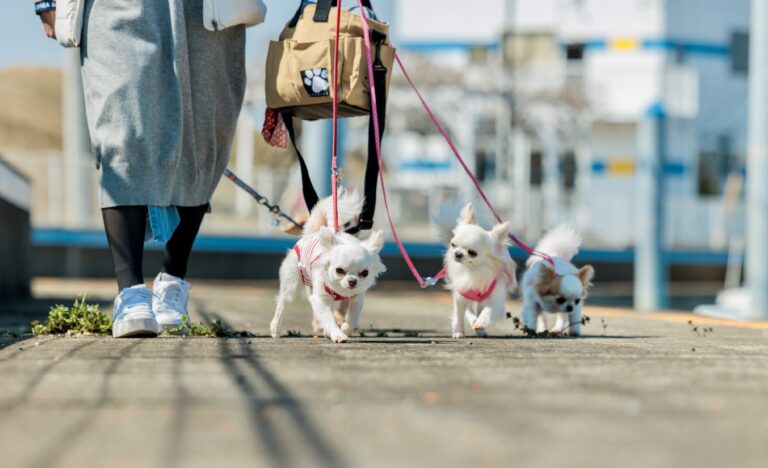 ワンちゃんと初めてのおでかけ【当日編】